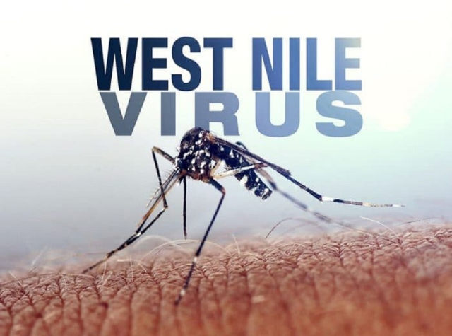 Febbre West Nile - Informazioni